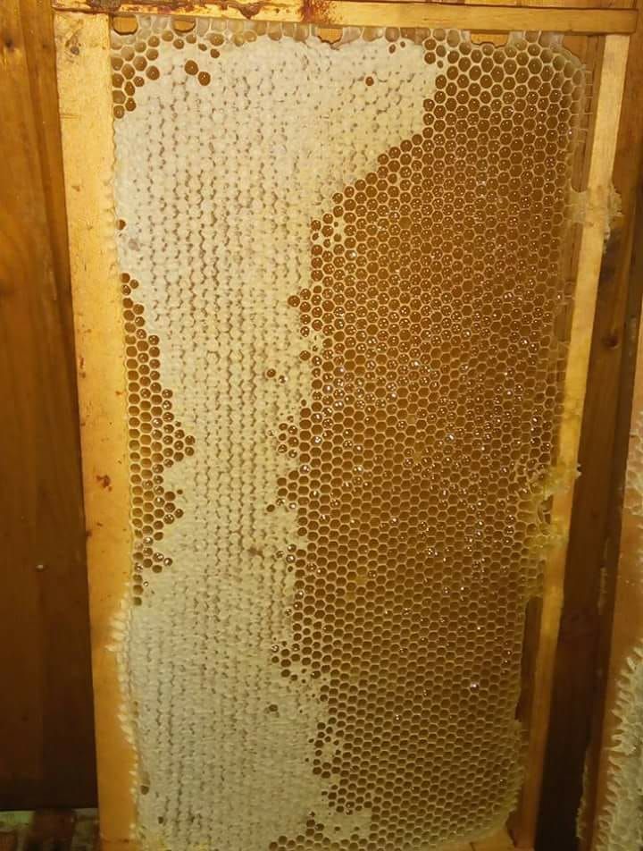 Miere de albine naturala