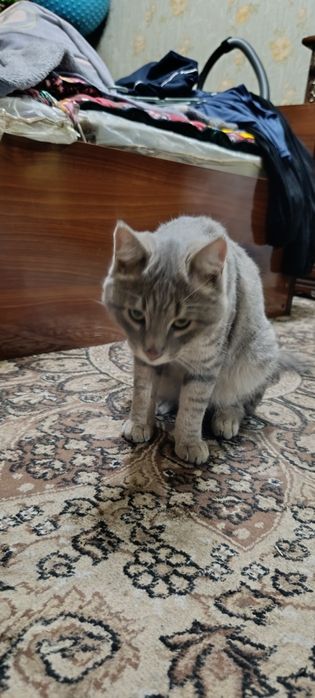 Мушук сотилади 1йош