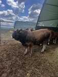 Taur aubrac reproductie