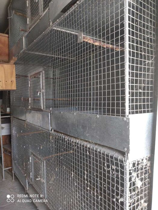 Qush ini sotiladi  O`lcham: bo`yi 210 sm eni 180 sm