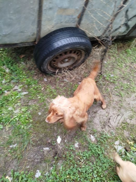 Кокер Шпаньол женски