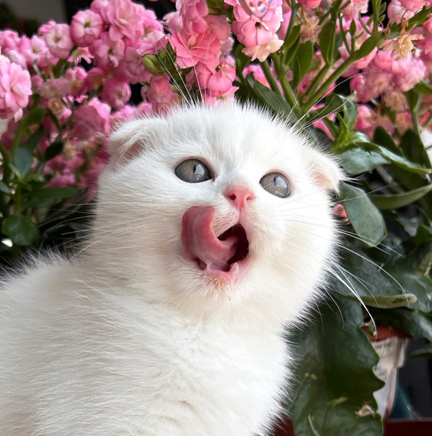 Pisoiaș alb de elită - Scottish Fold. Pedigree. Poze reale
