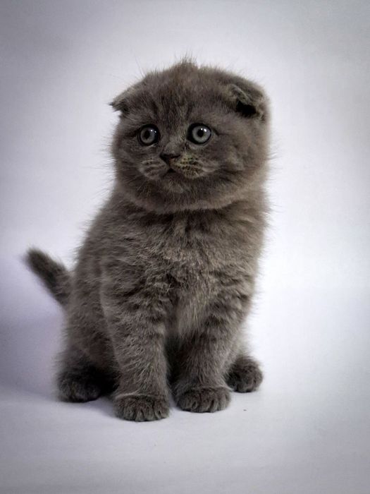 Шотландские вислоухие котята