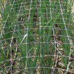 Plase pentru flori/plante cataratoare