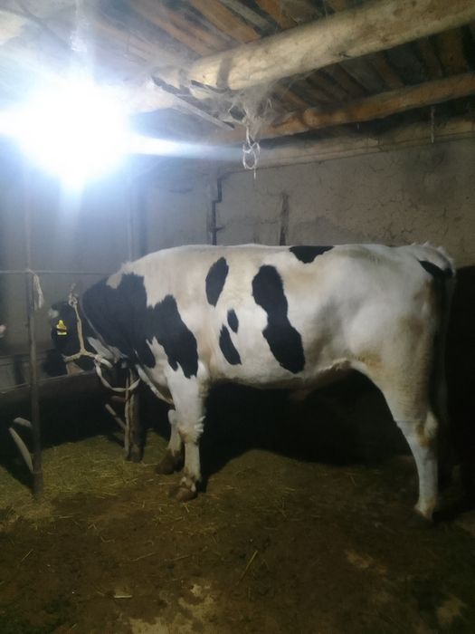 Kota galsh buqa tan joni sog hora mol