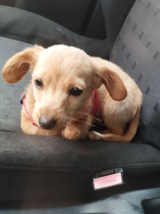 Търси  дом БЕЗПЛАТНО порода любов