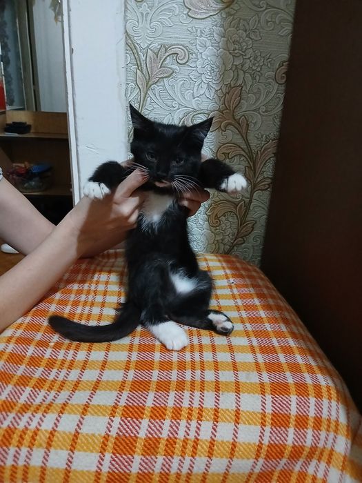 Отдам котят в хорошие, добрые руки.2серые и один черный. Игручие,актив