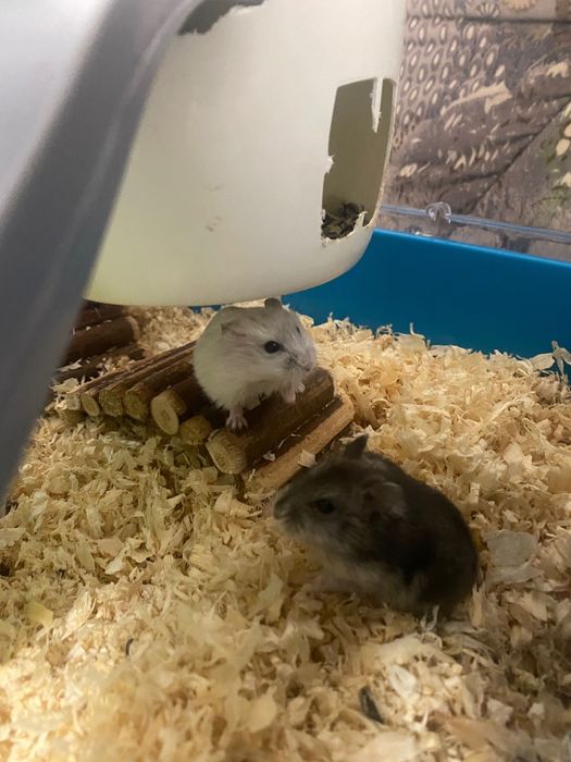 Donez pui de hamsteri blânzi și jucăuși