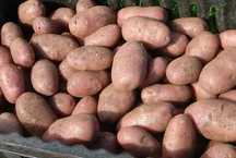 продам картофель