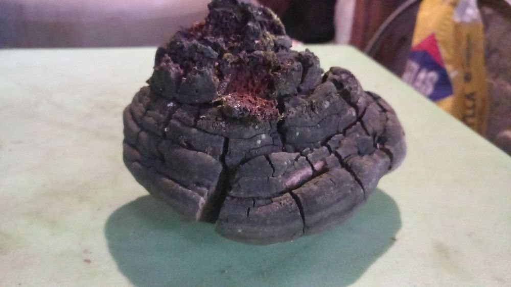 Phellinus robustus uscat – ciupercă medicinală naturală, antioxidant ș