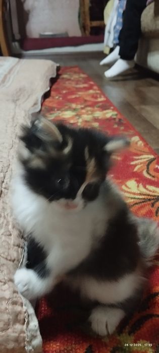 Отдам котят. К лотку приучены, кушают домашнюю еду. Игривые.