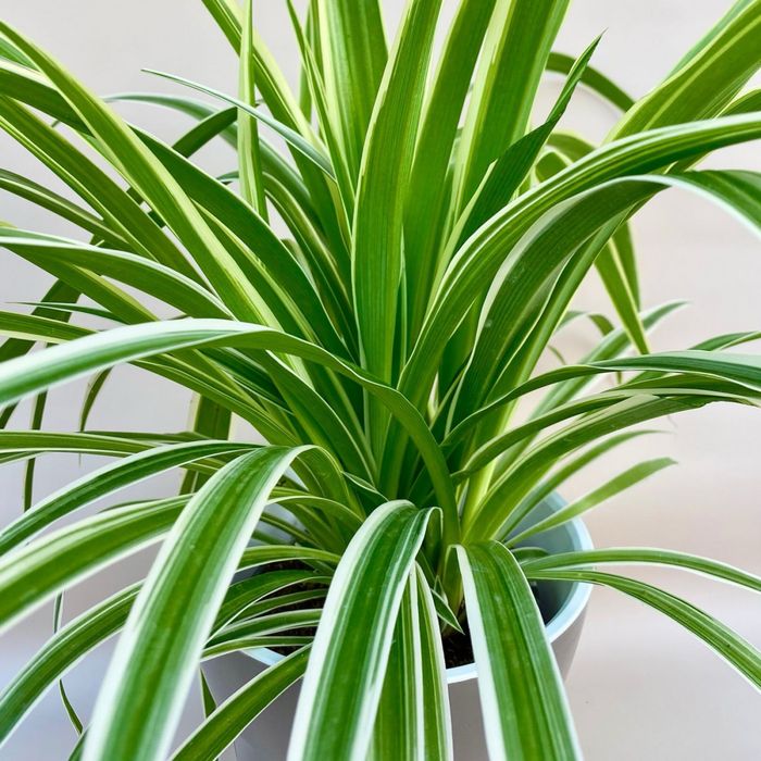 Хлорофитум вариегатный