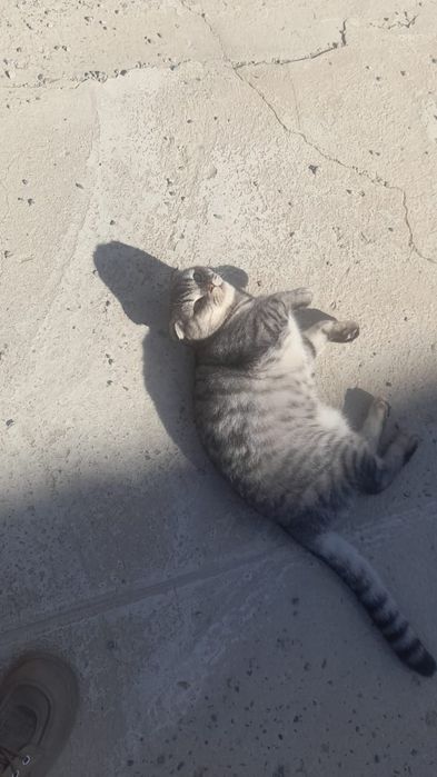 Продам кошку 20000 тенге