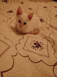 Котик редгол сиамский