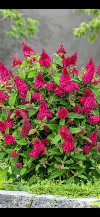 Будлея карликовая Канди Литл Руби