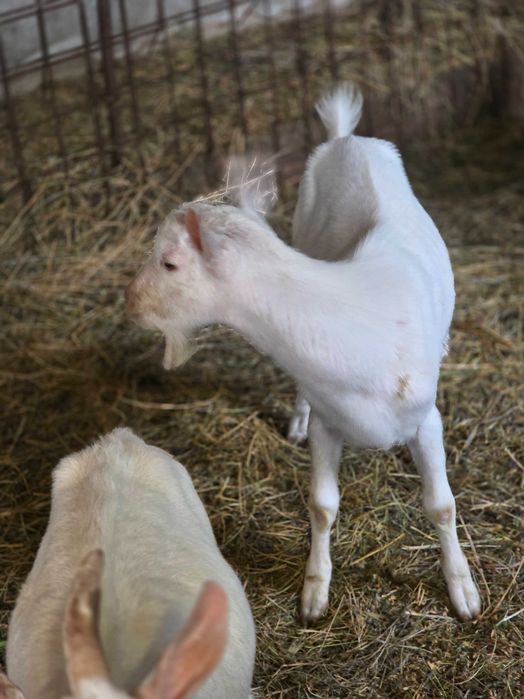 Țap Sannen ciut genetic