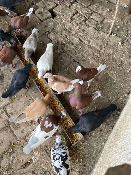 Porumbei germani de vânzare