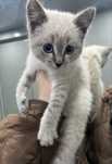 котёнок ищет дом
