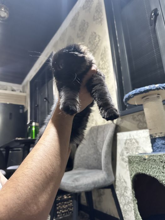 Фолд Хайленд Мальчик Пушистый Скотиш фолд