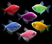 Pesti de Acvariu ; Tetra color
