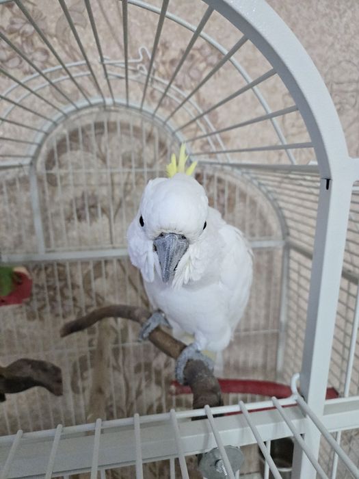 Говорящий попугай какаду – дружелюбный, игривый и весёлый!