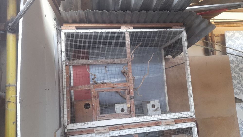 Katak sotiladi xoʻroz va toti qushlaar uchun