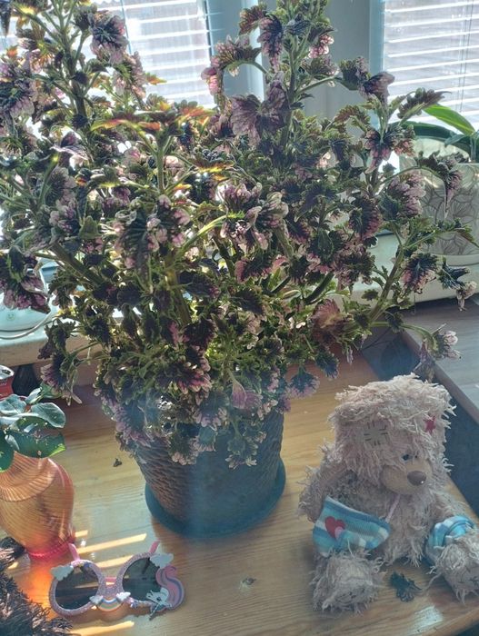 Комнатные цветы продам