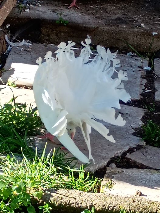 Гълъби фенерлия декорация