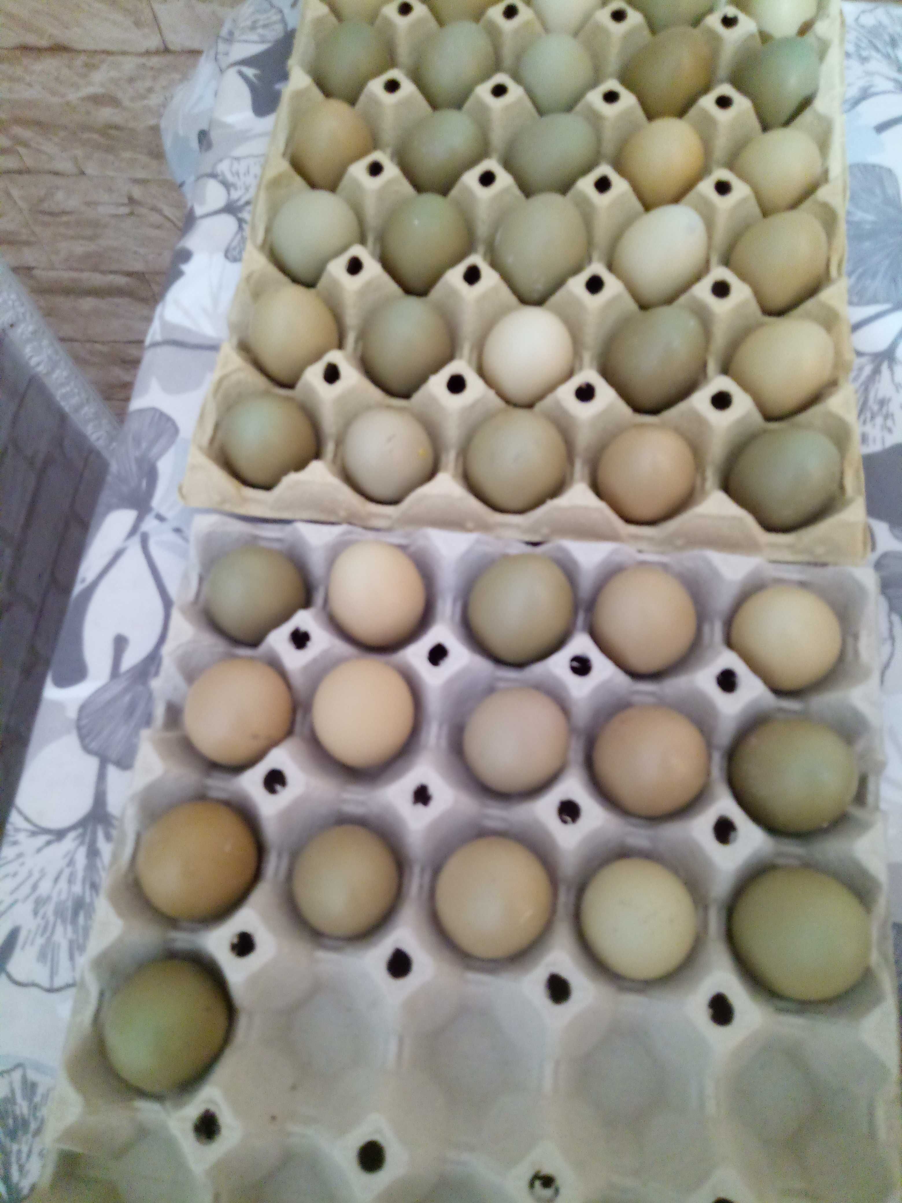 Vând ouă de fazani