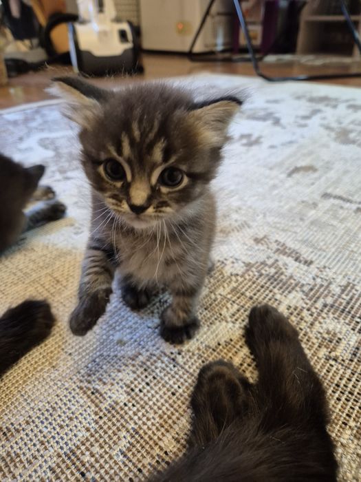 Отдам кошечку в добрые руки