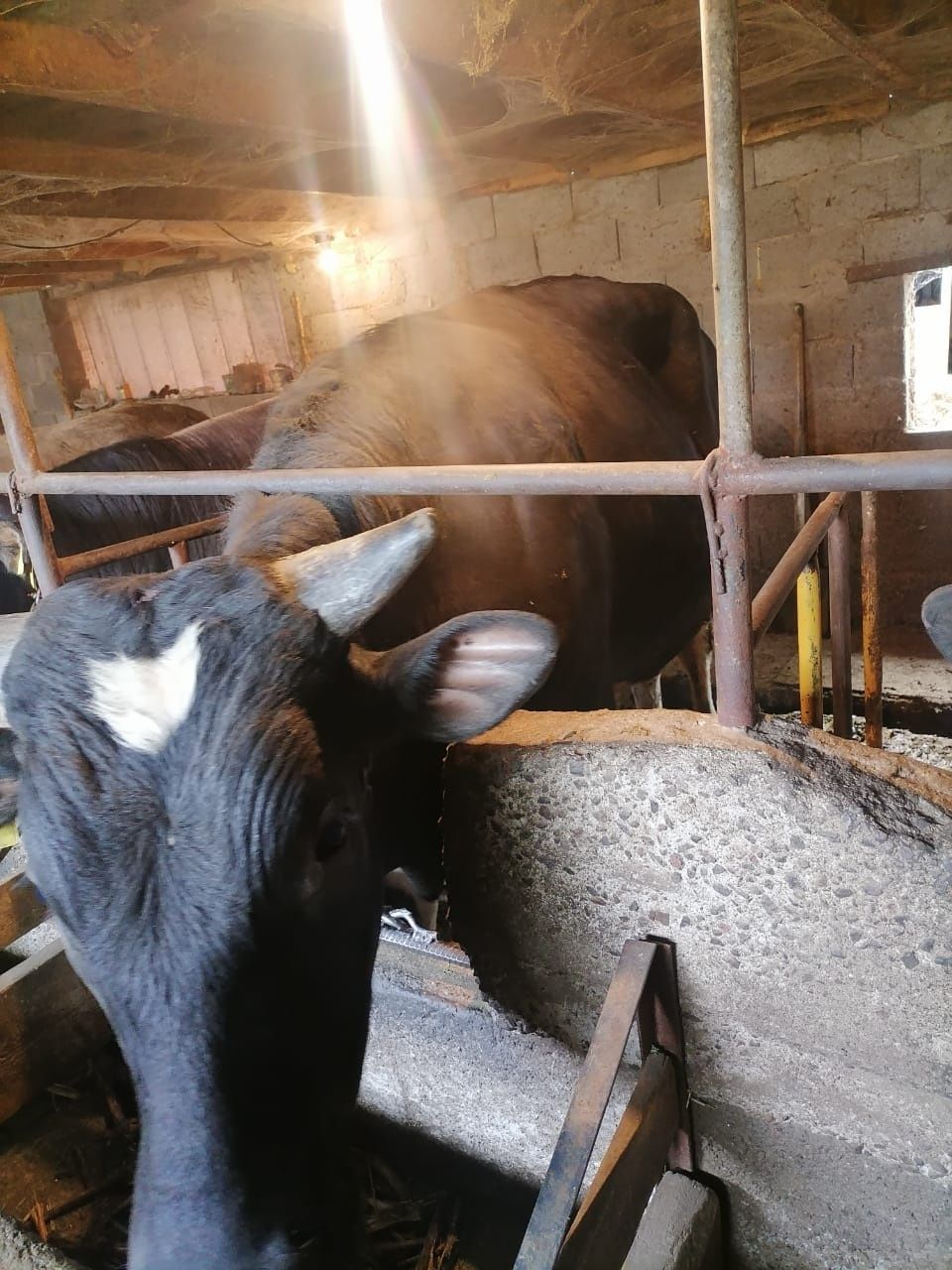 Продам Быков в селе Шамалган