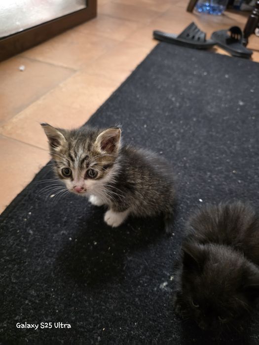 Подарявам котенце