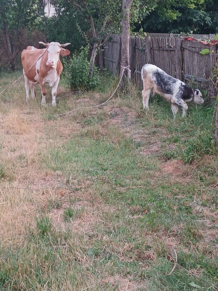 Vând schimb cu vaci sau viței de taiere vaca Baltazar cu vițel belgian