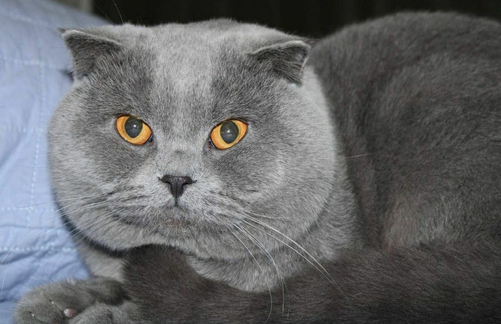 Вязка шикарных котов