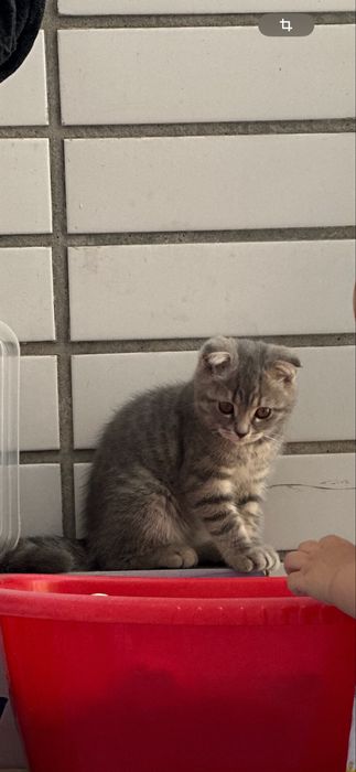 Продам кота ( шотланская вислоухая , 7 месячный )