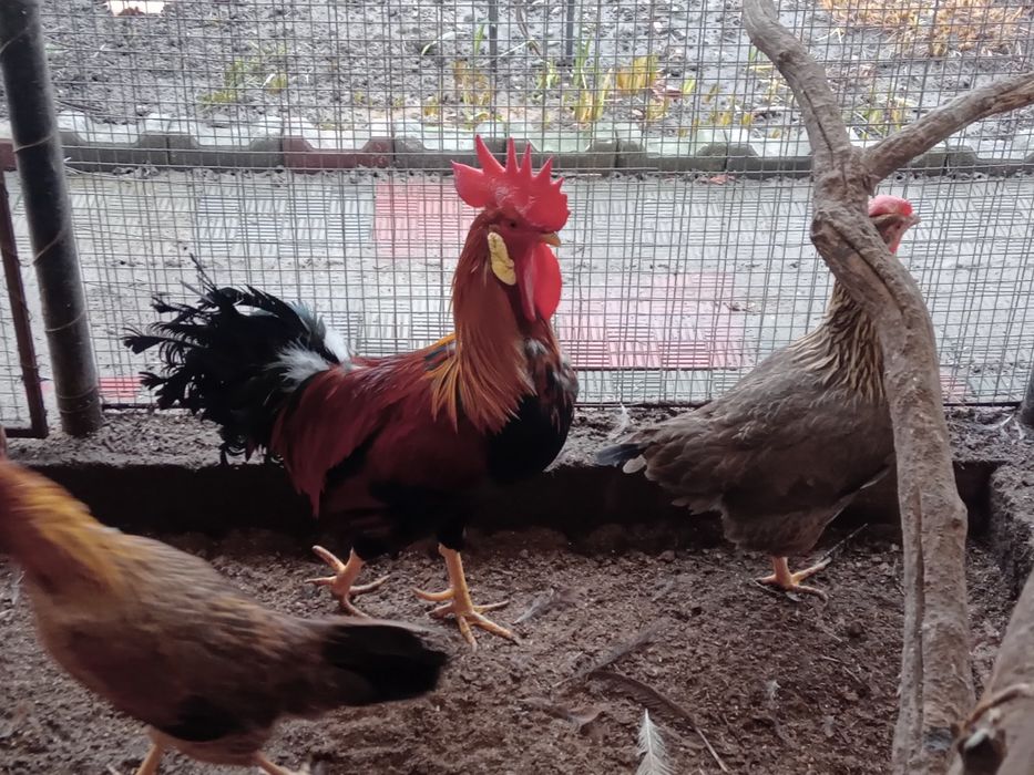De vînzare cocoși de găini italiadultene