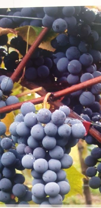 Struguri pentru vin productie 2025