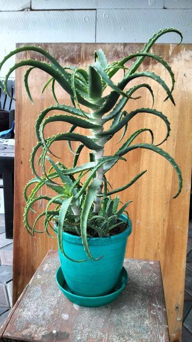 Комнатные растение.