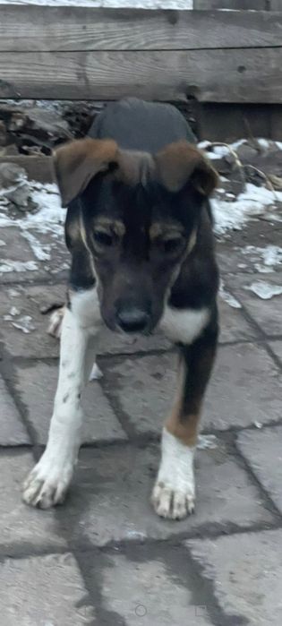 Отдам щенка в добрые заботливые руки