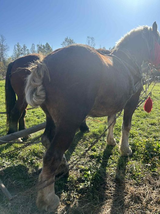 De vânzare manz de 3 ani