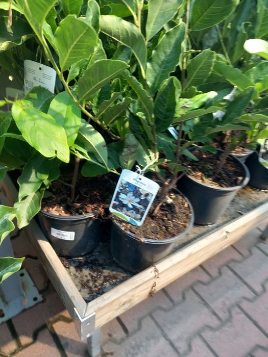 Vând puieți de tei arginti la balot de pământ și  magnoli albe  la ghi