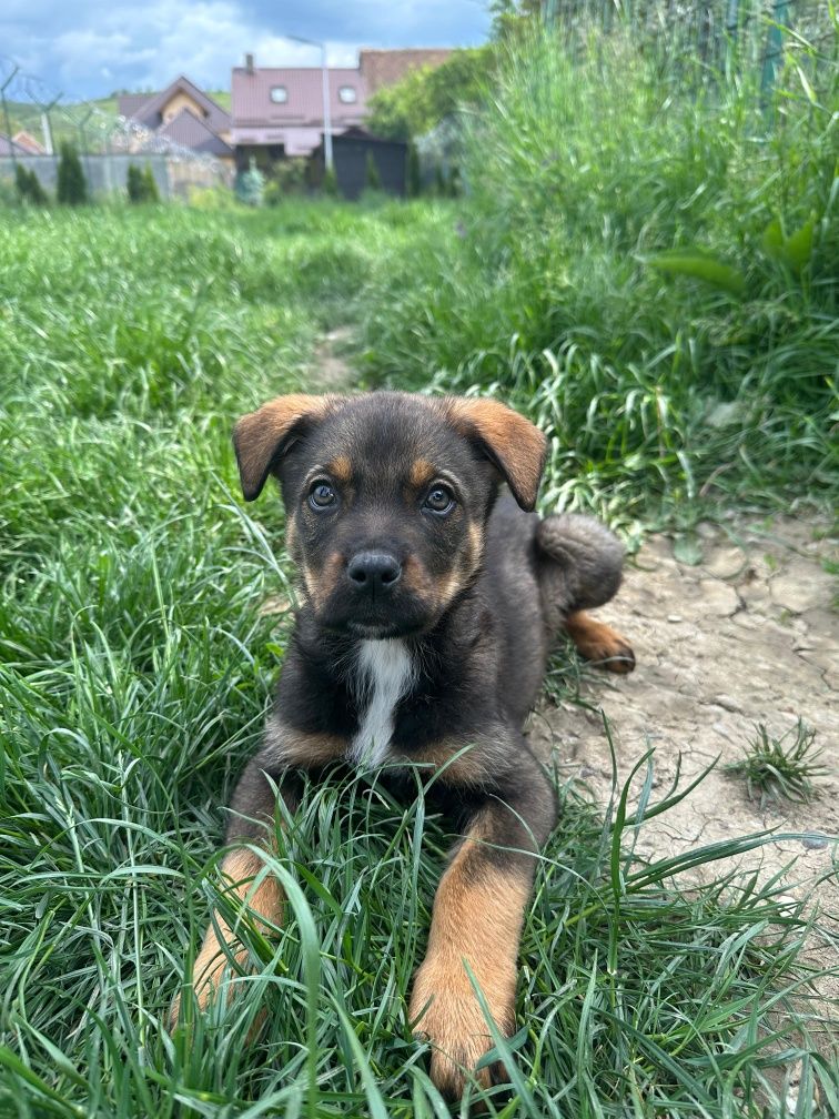 Caine spre adoptie