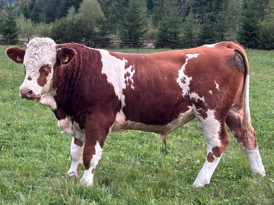 Tăuraș 11 luni, rasa Bălțată Românească (Simmental) - Carne/Montă