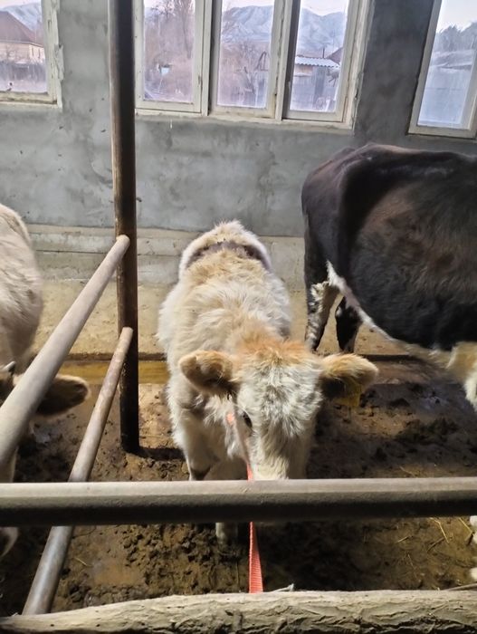 Урқашы бұзау сатылады