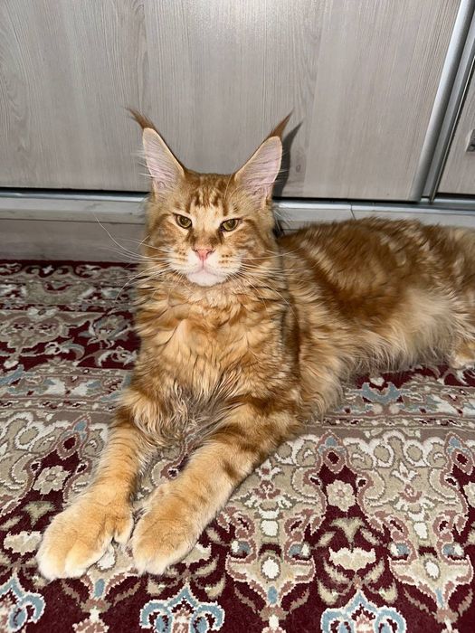 Коты Мейн кун полидакты