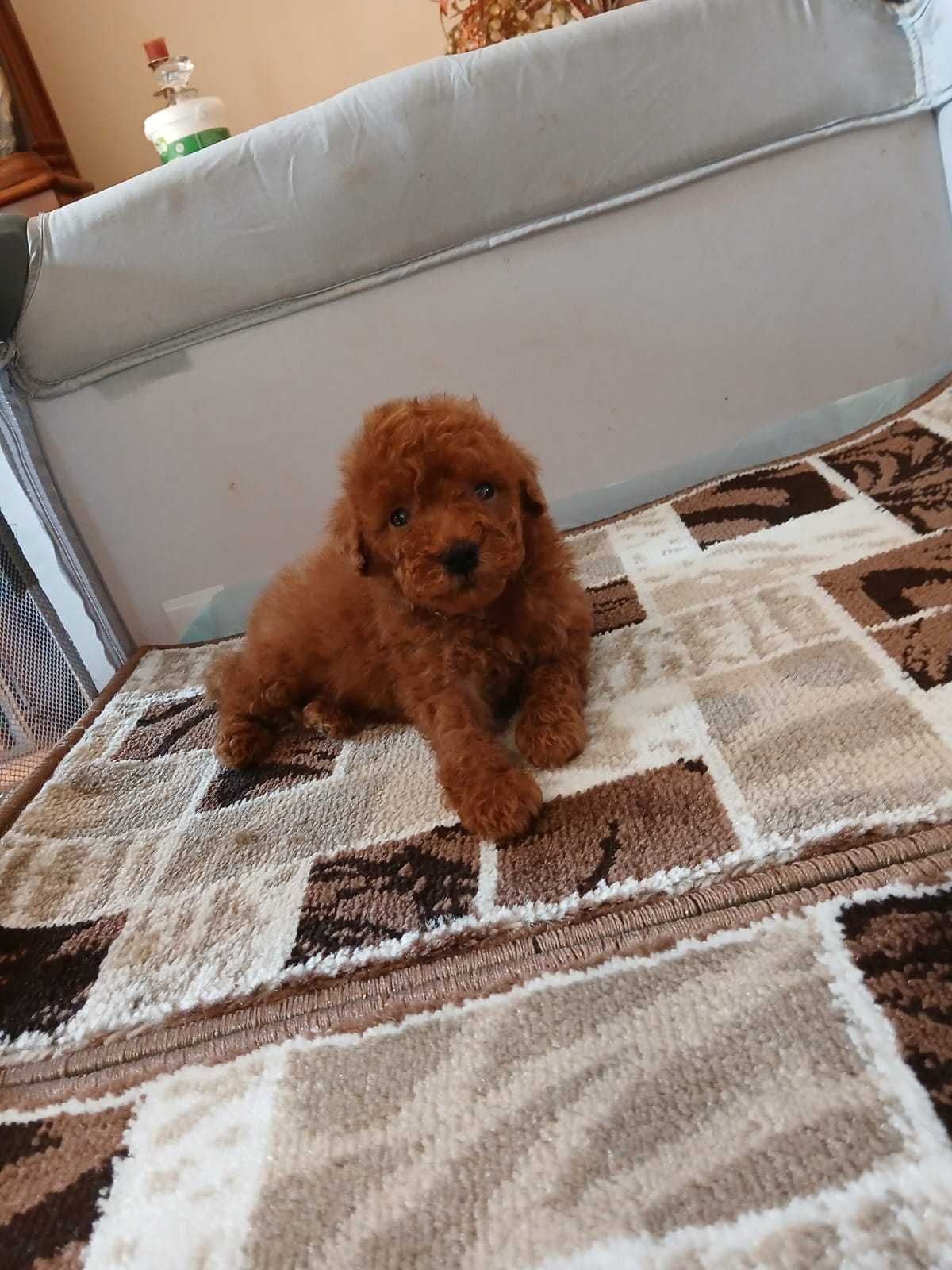 Pui Pudel Toy red