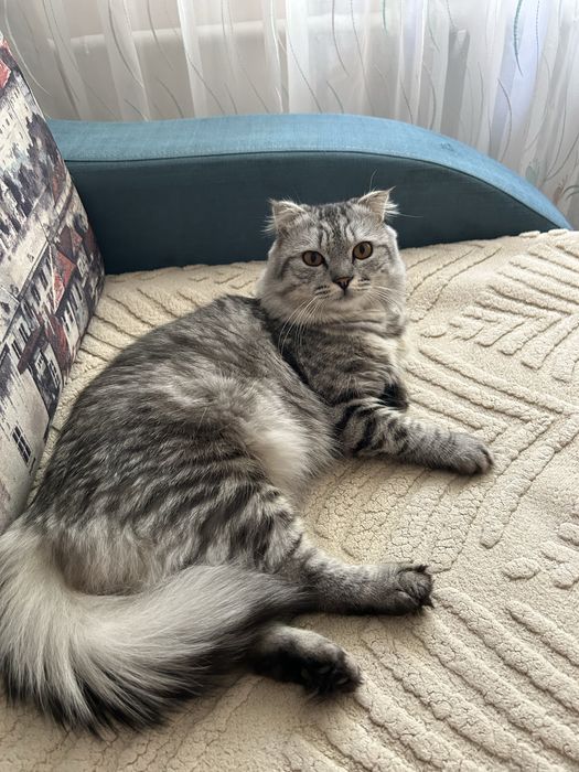 Одам кота в добрые руки