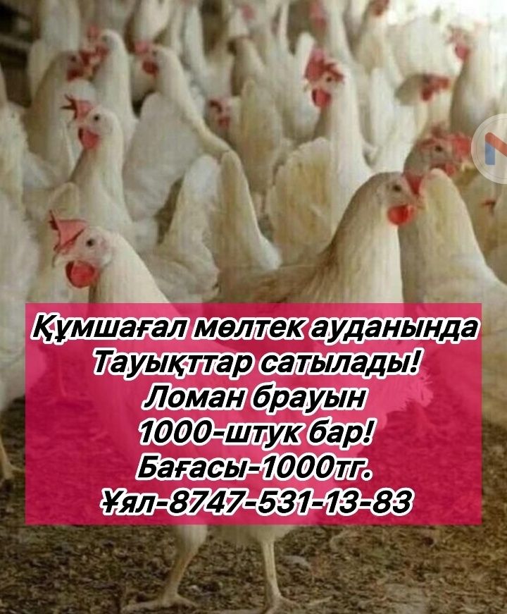 Продаётся Курицы и петухы