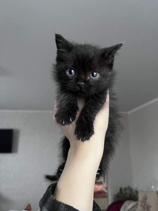 Дарим котенка в добрые руки