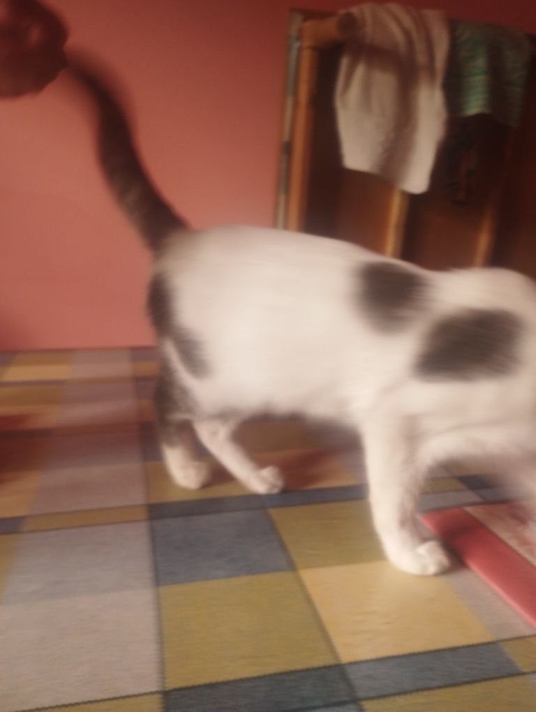 Mushuk oq va kul rang aralash